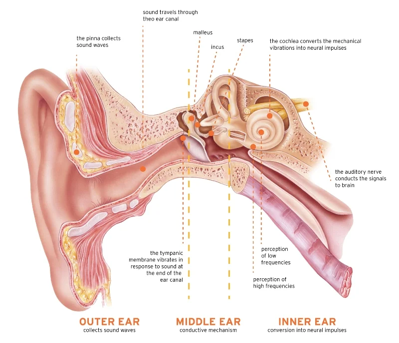 There are three main parts of the ear: the outer, middle, and inner ear. The outer ear is the part that you can see that includes the ear canal. The eardrum (tympanic membrane) separates the outer ear from the middle ear. There are three small bones called the ossicles in the middle ear. These ossicles help transfer sound to the inner ear. The inner ear organ (cochlea) contains the hearing (auditory) nerve that leads to the brain. Any source of sound sends vibrations or sound waves into the air. These funnel through the ear opening, down the ear canal, and strike the eardrum, causing it to vibrate. These vibrations are passed to the small bones of the middle ear, which are then transmitted to the hearing nerve in the inner ear. Here, the vibrations become nerve impulses and go directly to the brain, which interprets the impulses as sound