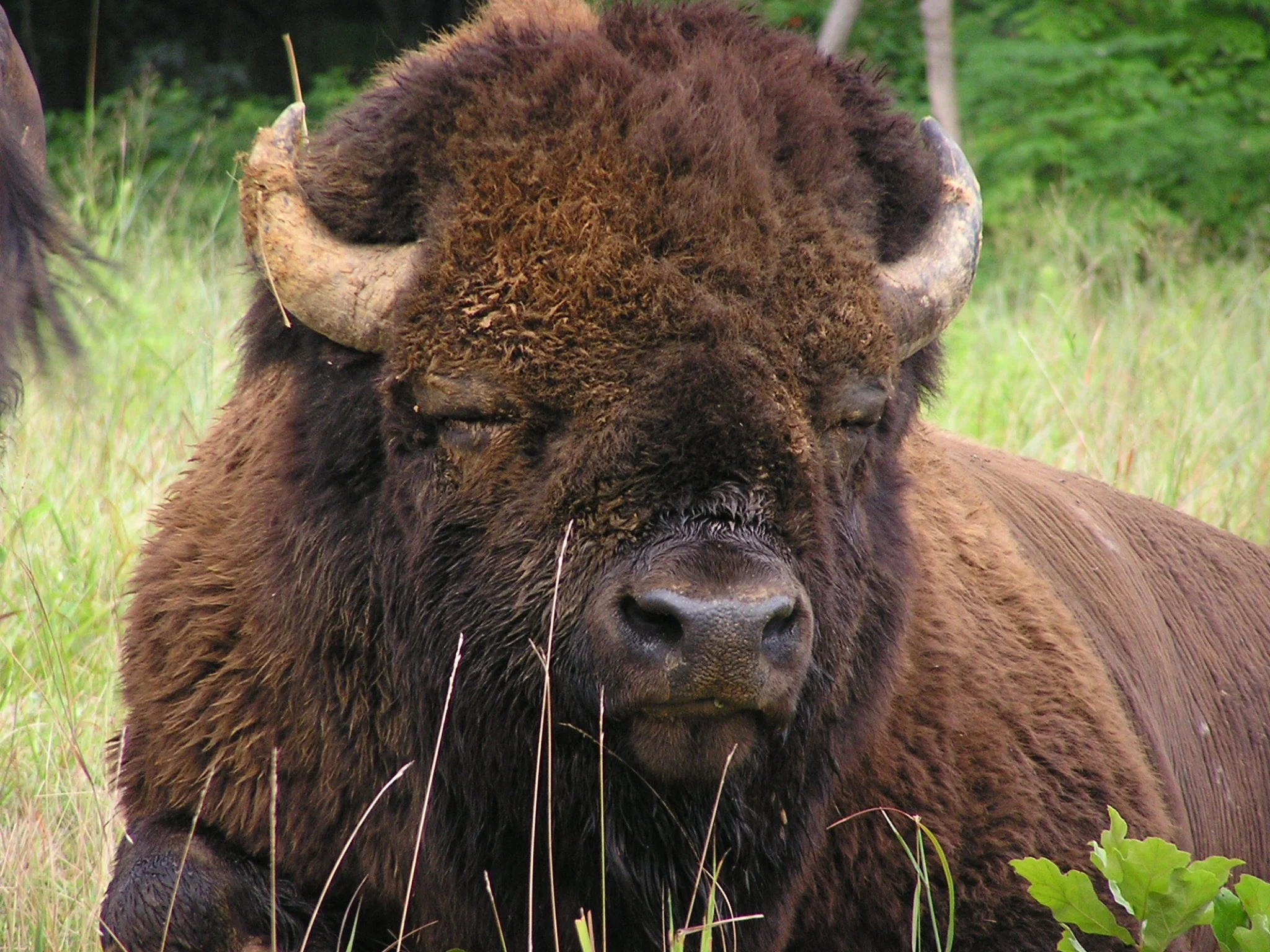 Buffalo