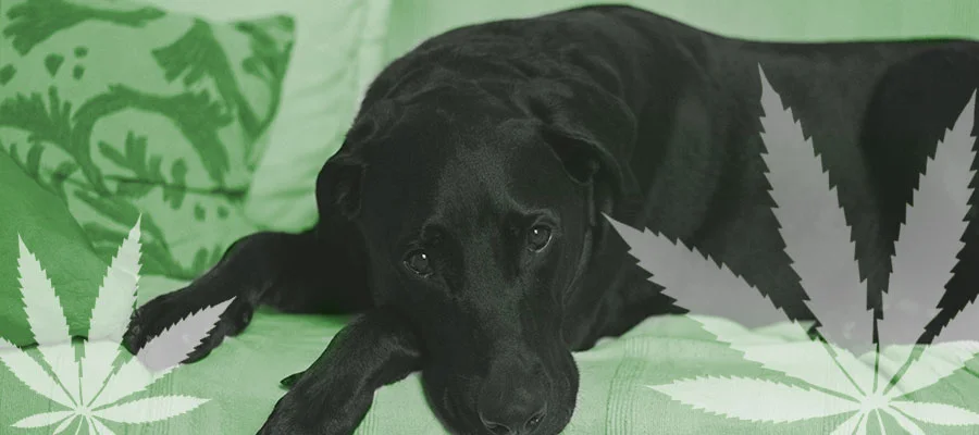 news-dog-marijuana-toxicity.jpg