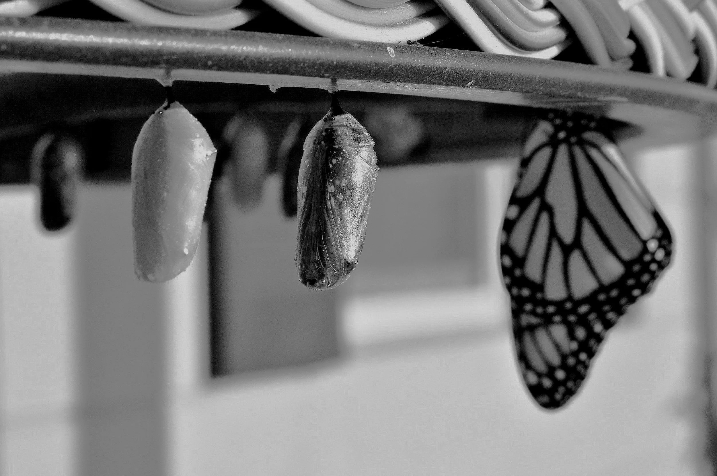 How to Transition Between Leadership Paths Without Burning Everything Down (or Burning Yourself Out)