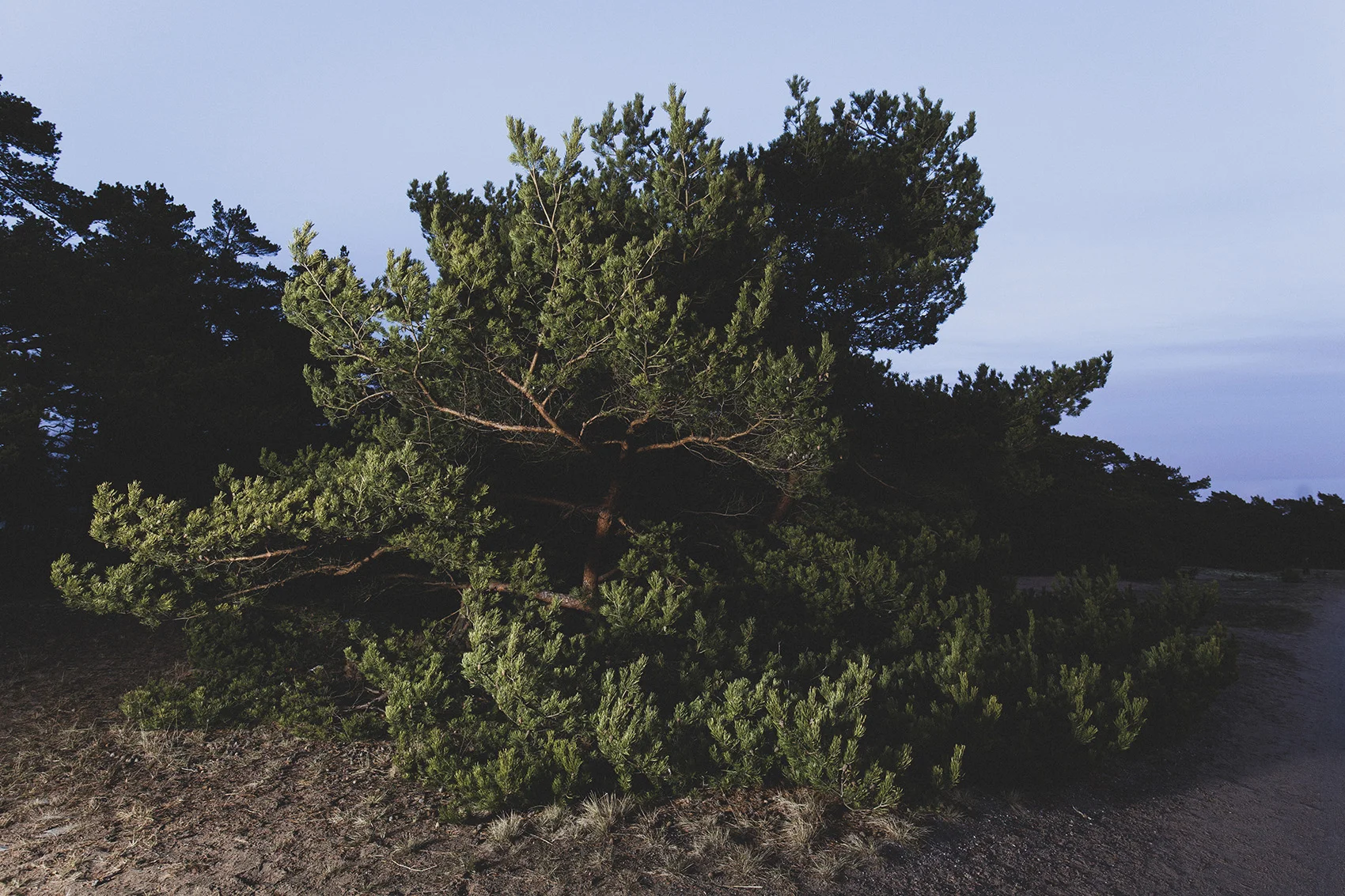 Trees