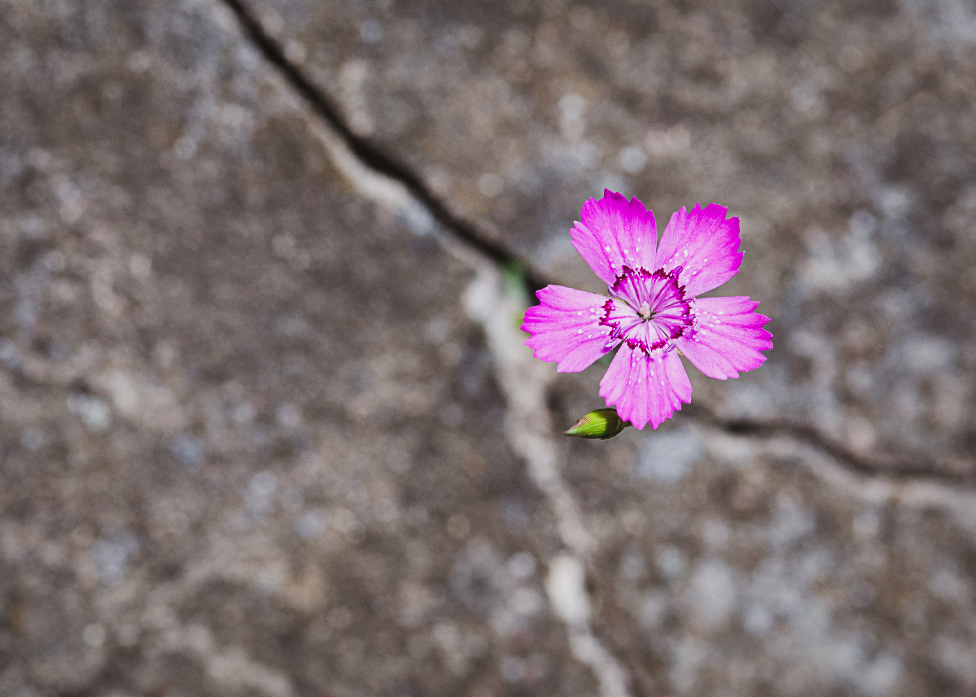 Mastering Emotional Resilience Through Organizational Challenges