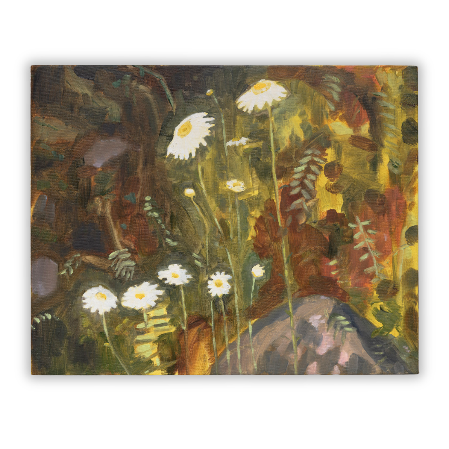 LAKE DAISIES