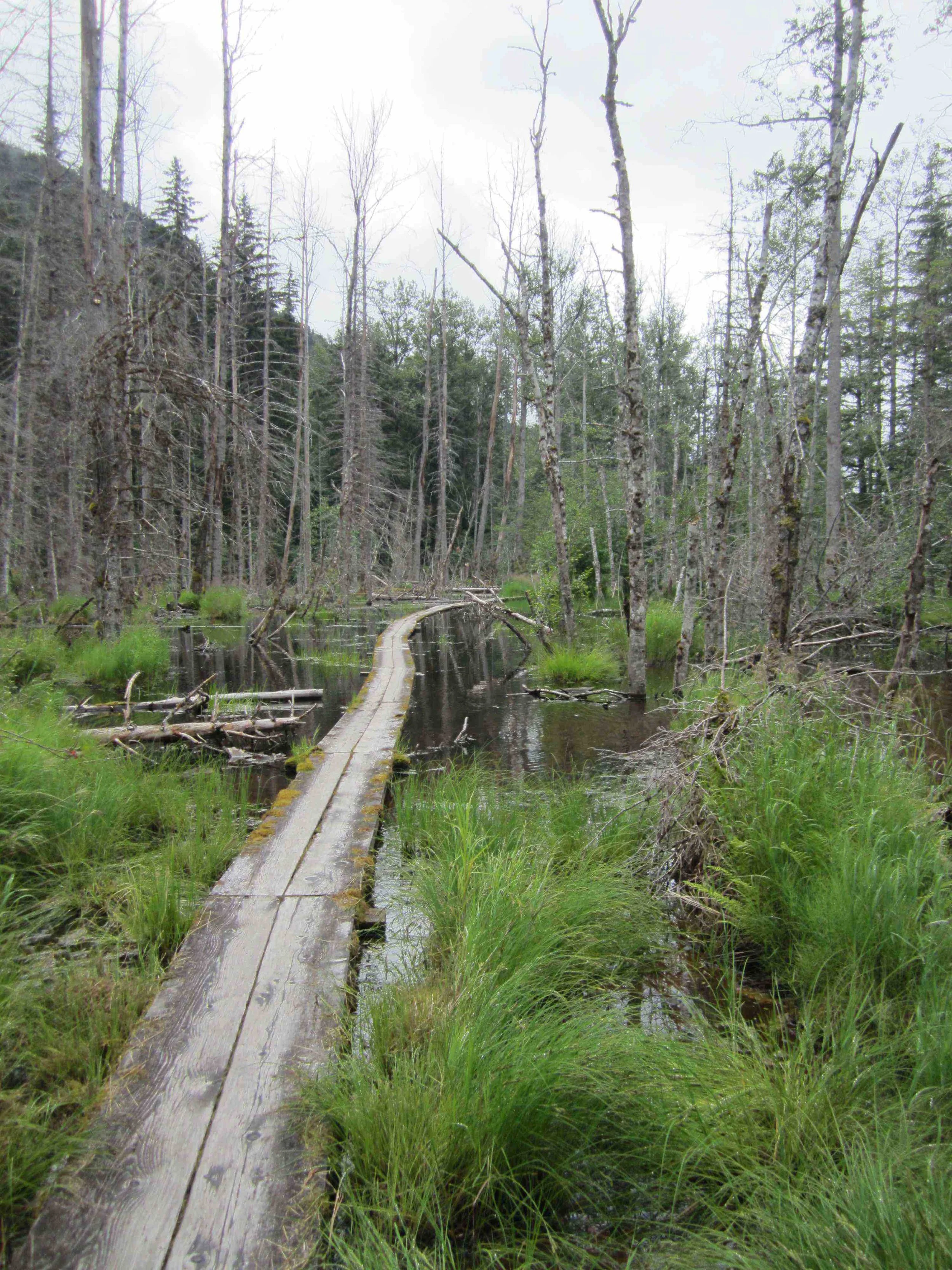 The first of the trail on the Alaskan side was very lush and dump. (coastal rainforest)