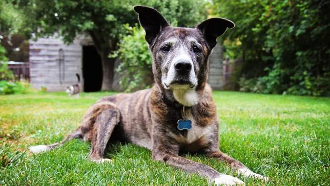 senior-dog copy.jpg