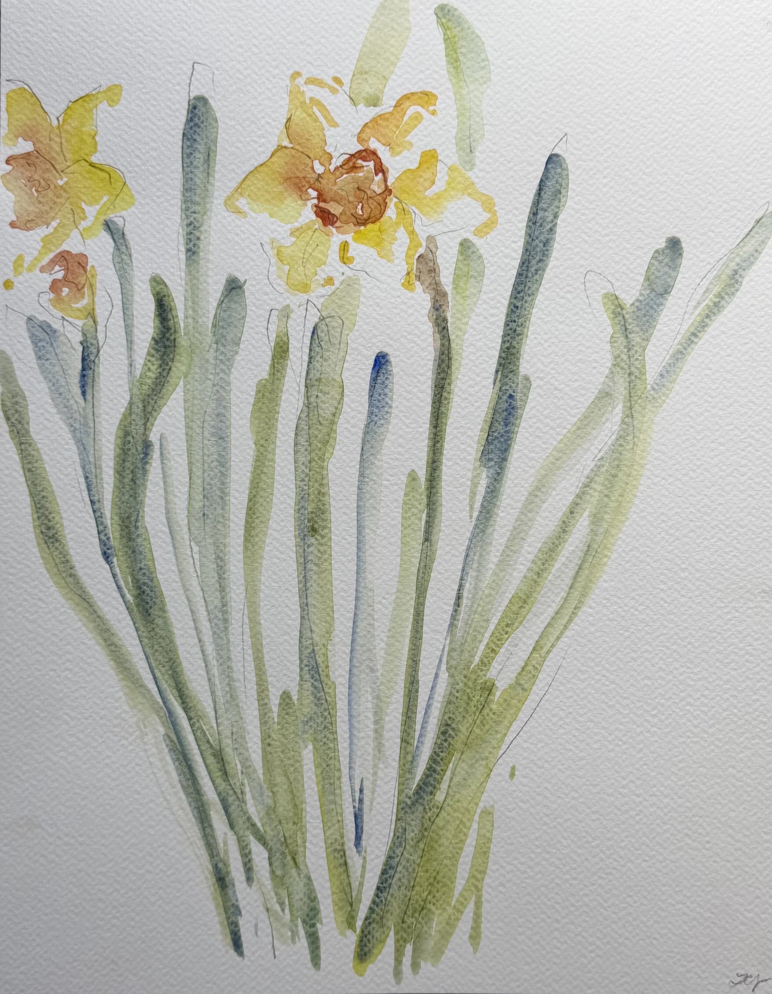 Daffodils, 11x14, $375(1).jpeg