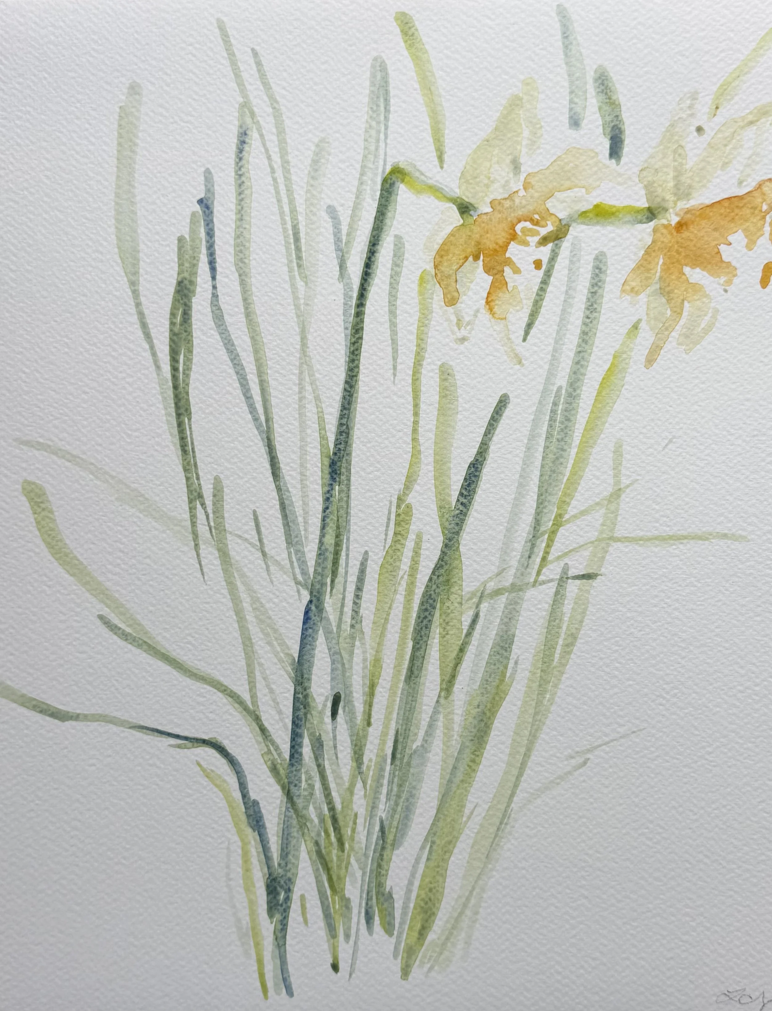 Daffodils, 11x14, $375.jpeg