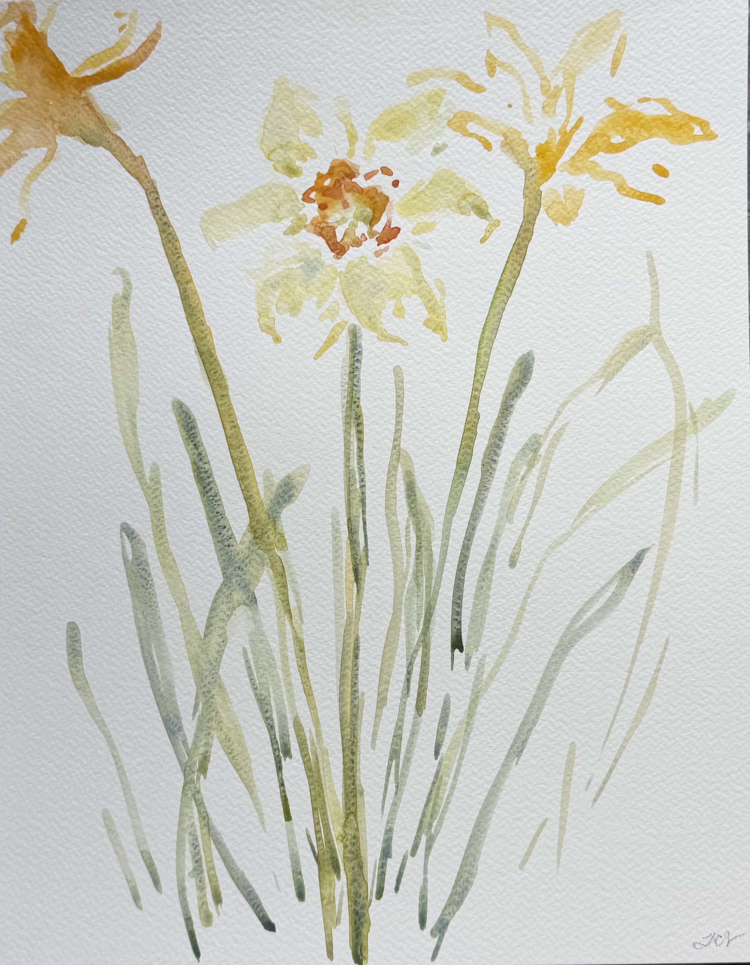 Daffodils, 11x14, $375(2).jpeg