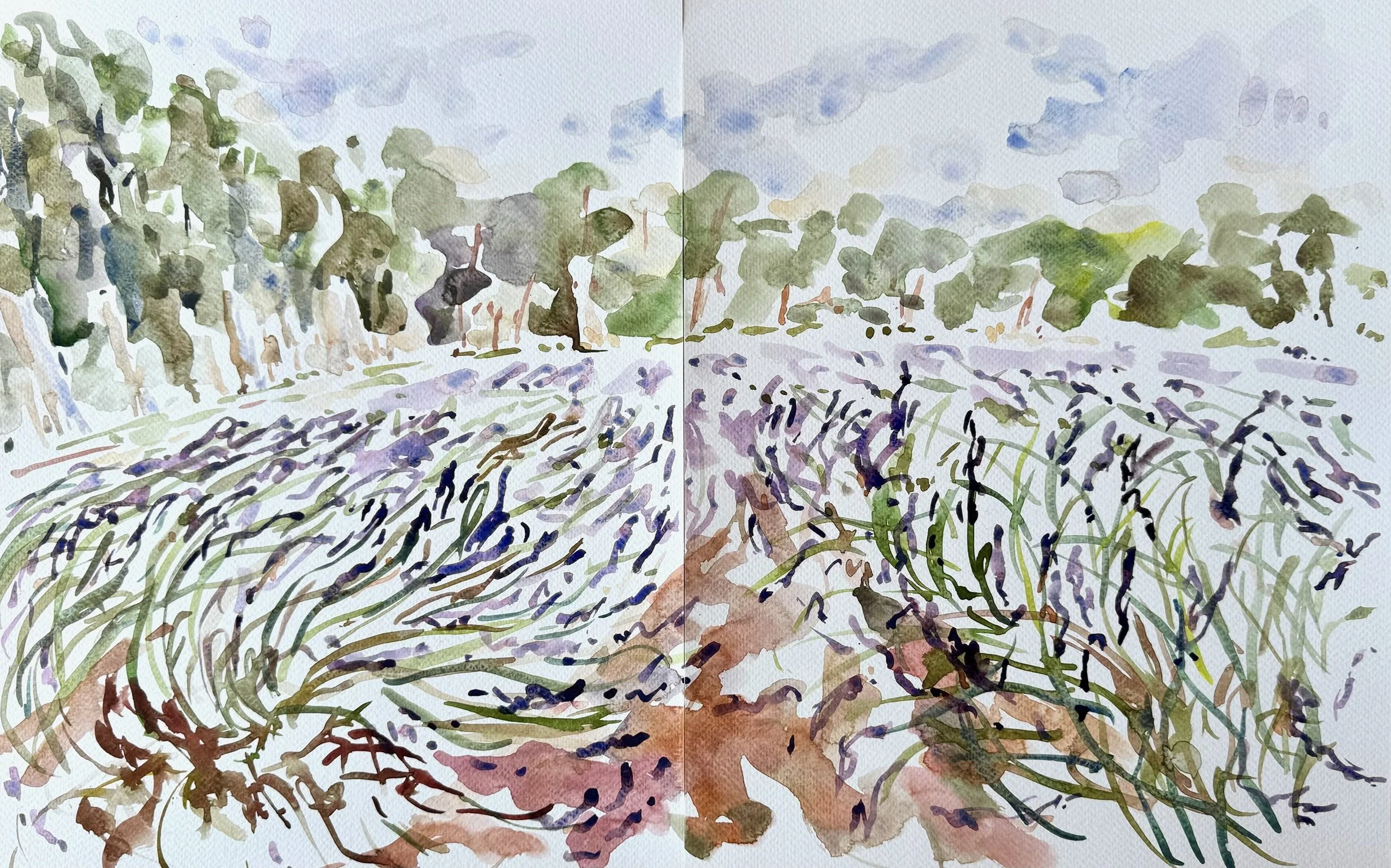 Lavender fields in le Tholonet, June 29.JPG