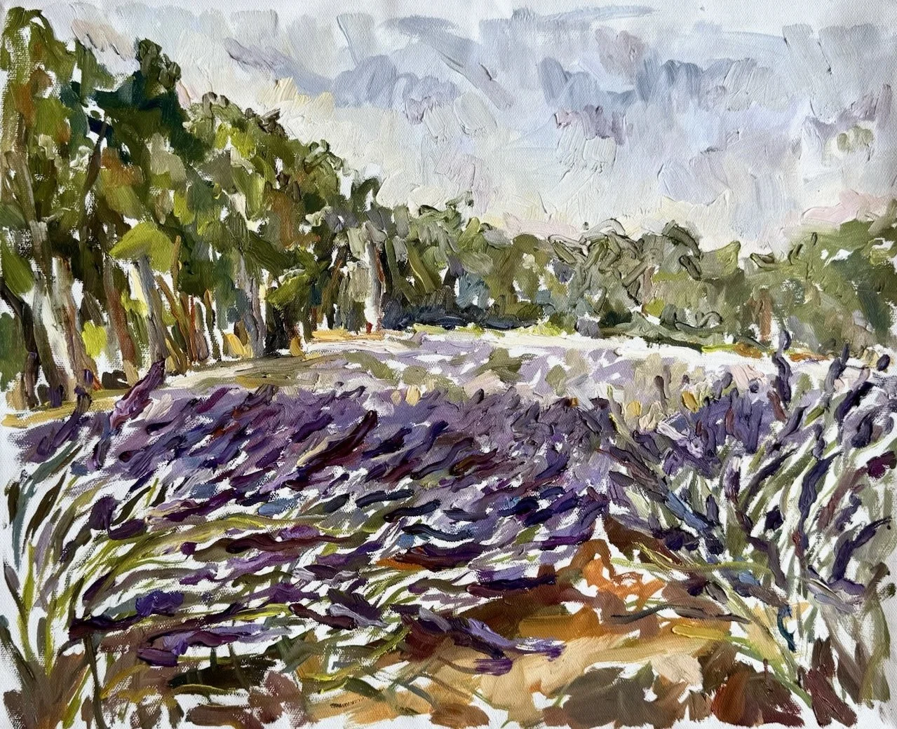 Lavender fields in le Tholonet, June 25.JPG