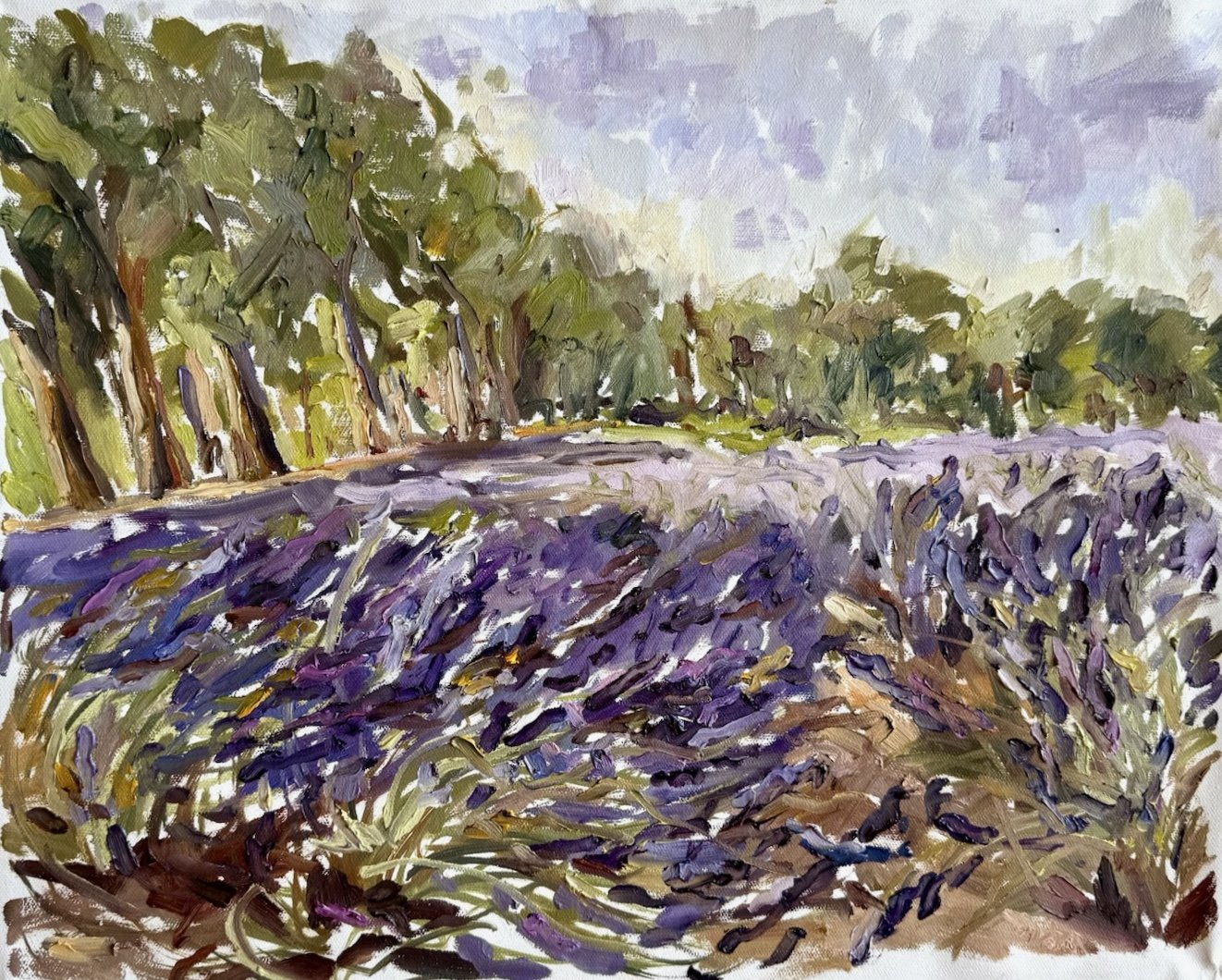 Lavender fields in le Tholonet, June 26.JPG