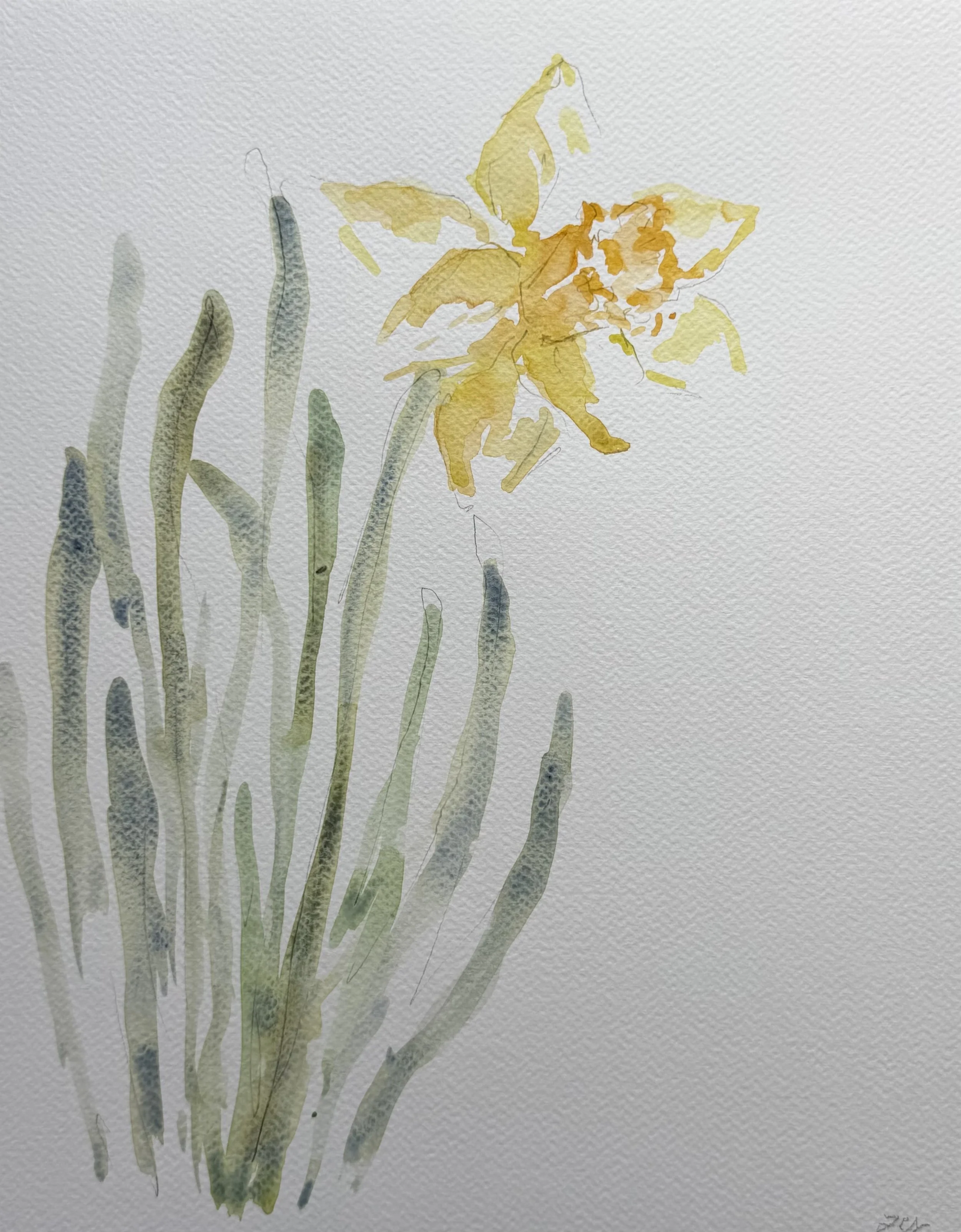 Daffodils, 11x14, $375(7).jpeg