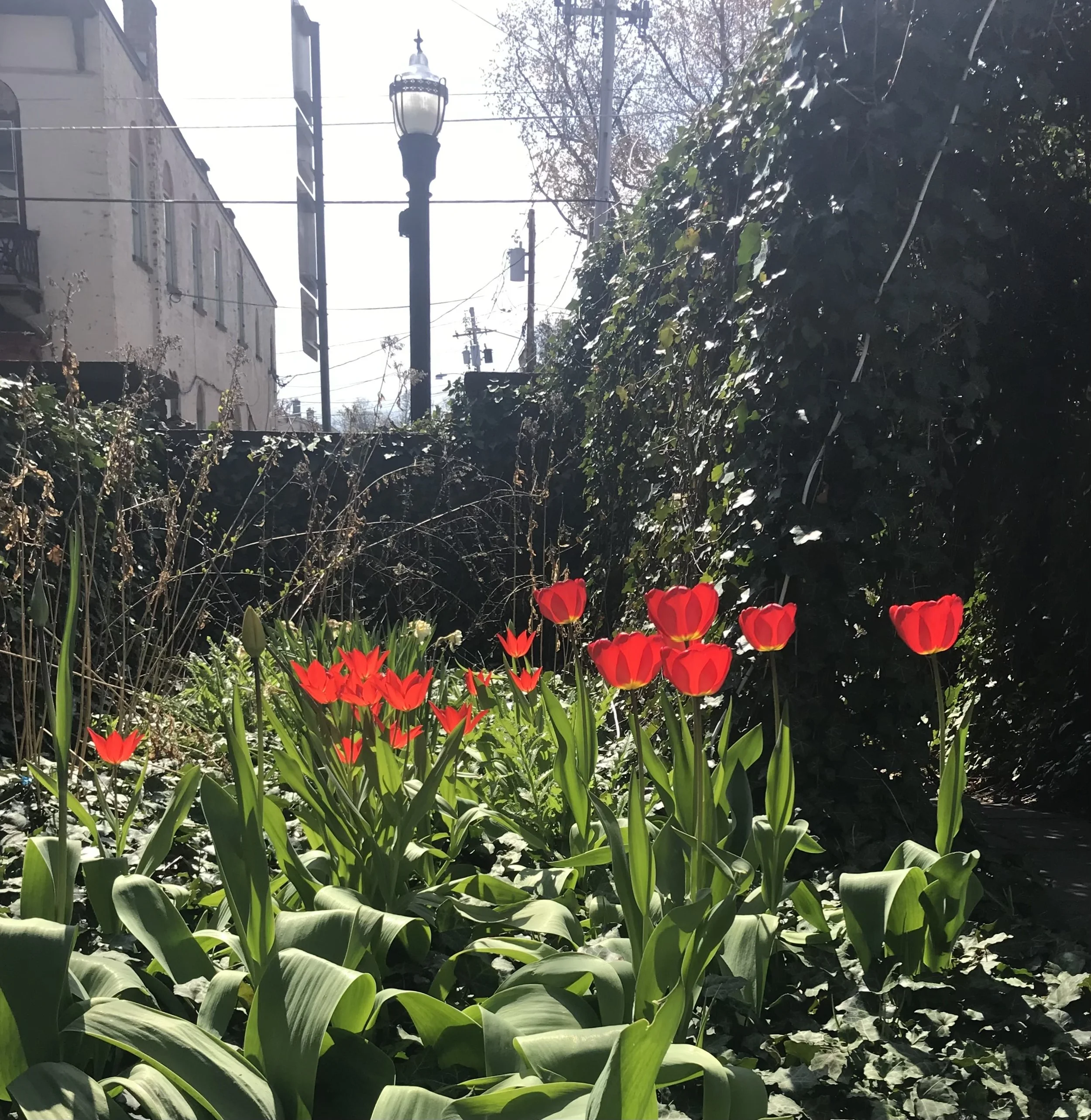 Summer Solstice POP UP PARTY