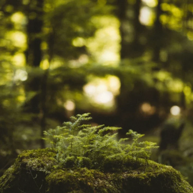 forest.webp