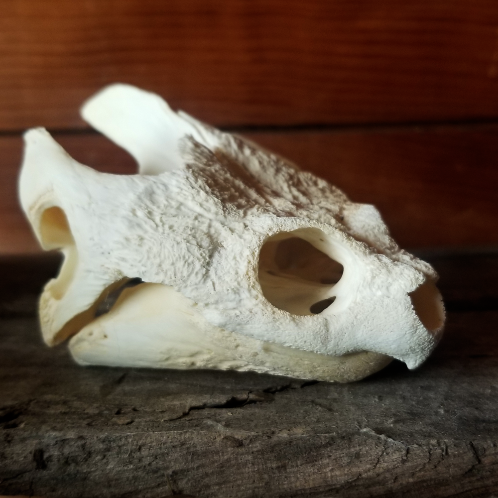 snap turtle skull.png