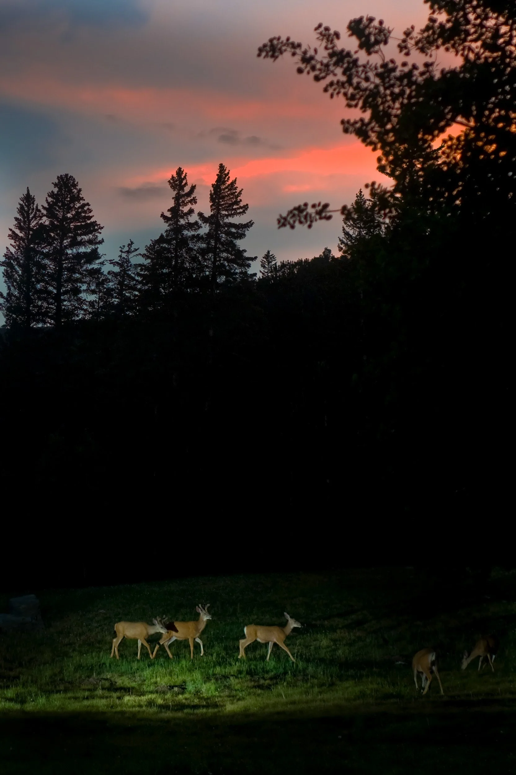 20080717-DeerNight_6x9.jpg
