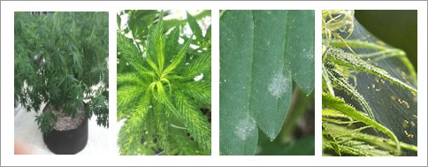 From left to right: Drought stressed plant infested by while fly; tobacco mosaic virus; powdery mildew; and spider mites.