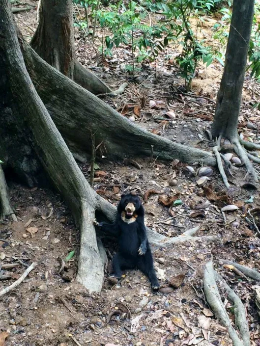 The world’s smallest bears: the sunbear!! ❤
