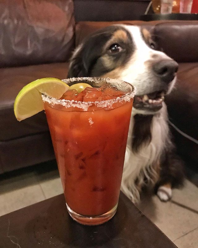 &ldquo;Can I have some, Mom?&rdquo; 🐶🐶 loving @normseatery in Seattle where doggies are allowed! 🍅🍅#normseatery even has doggo meals + treats for your furry friend. 🐾🐾CHEERS!!