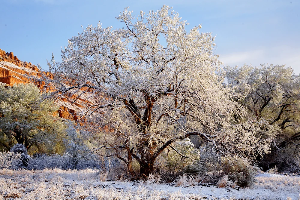 Cottonwood in Snow.jpg