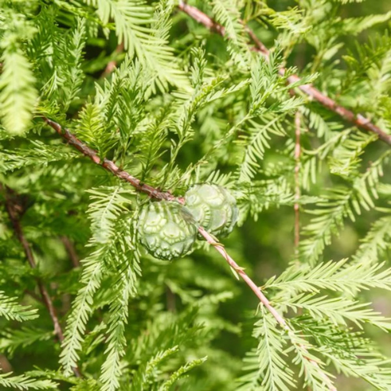 Bald Cypress needles.jpg