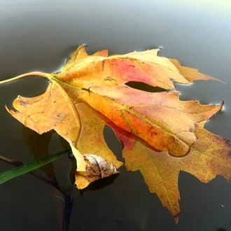 Leaf.jpg