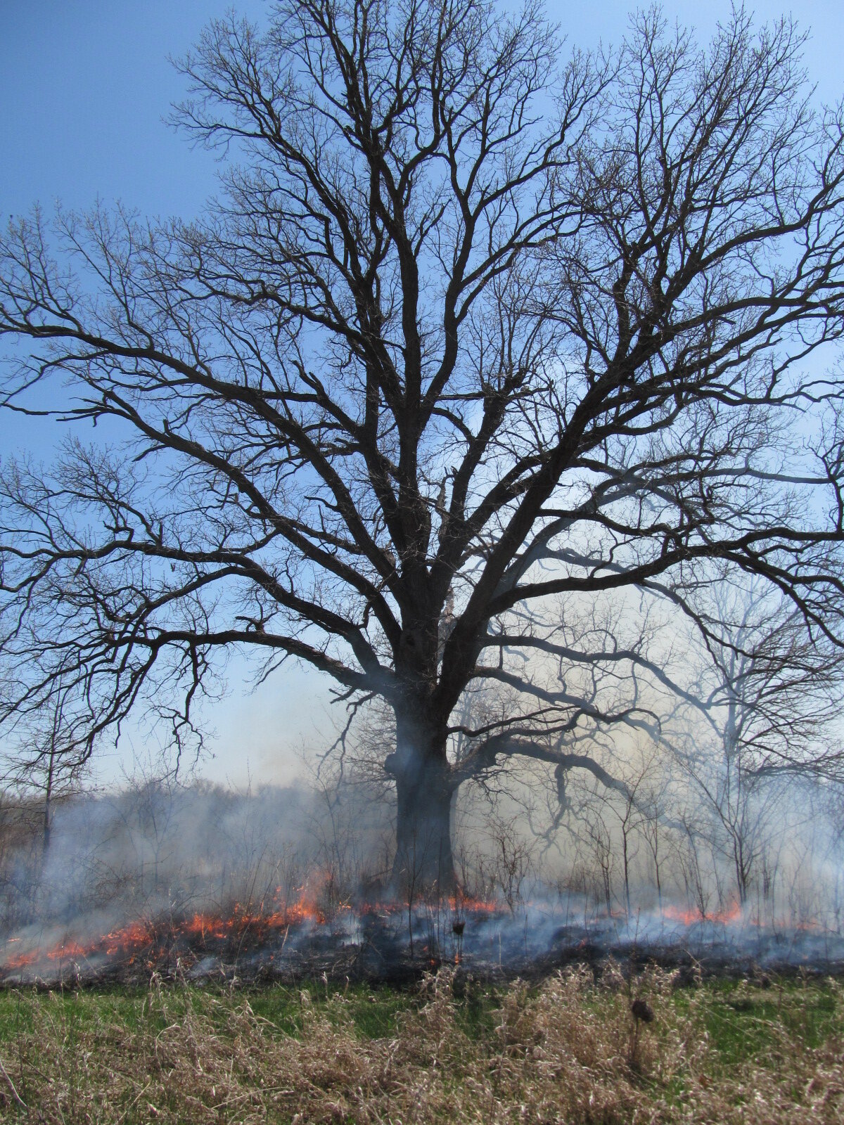 2 love this tree.JPG