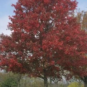 Red Maple.jpg