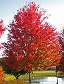 Silver Maple.jpg