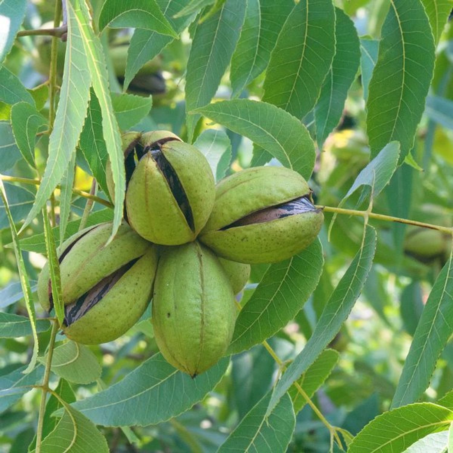 Native Pecan.jpg