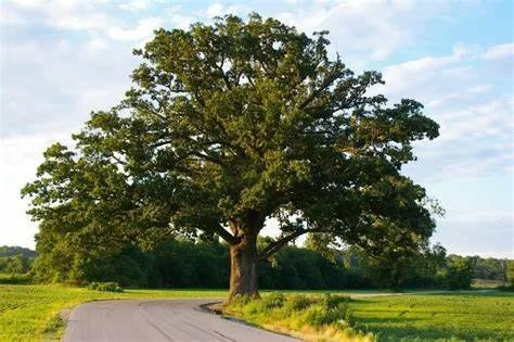 Bur Oak.jpg