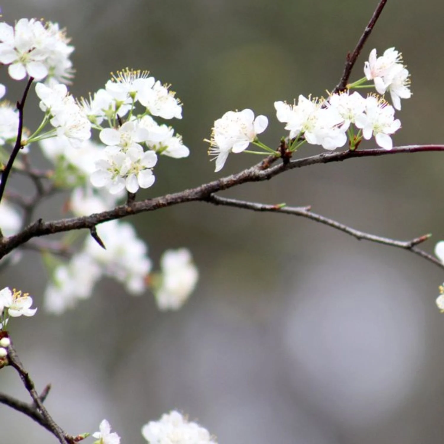Chicasaw Plum Shrub.jpg