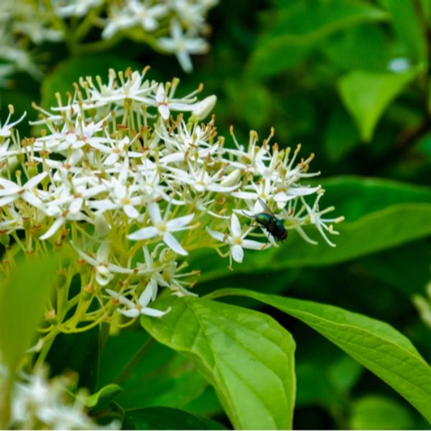 Silky Dogwood Native Shrub.jpg