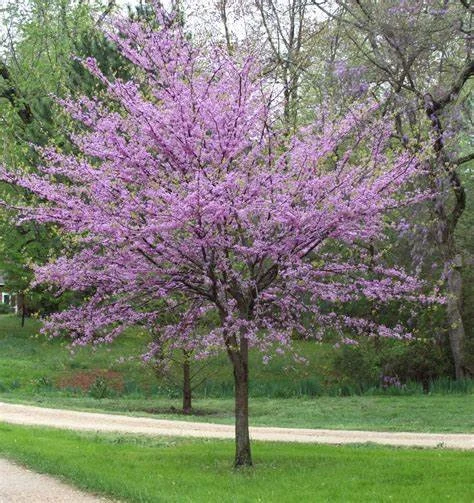 Redbud.jpg