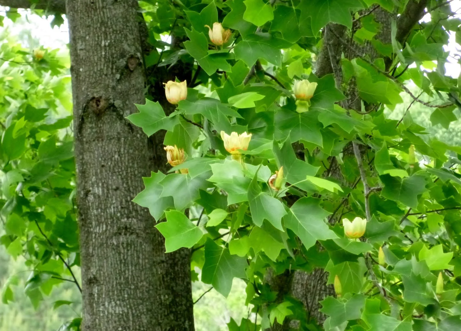 Tulip Tree.JPG