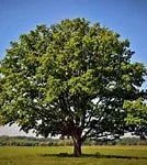 NorthernRedOak Tree.jpg