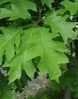 NorthernRedOak leaves.jpg