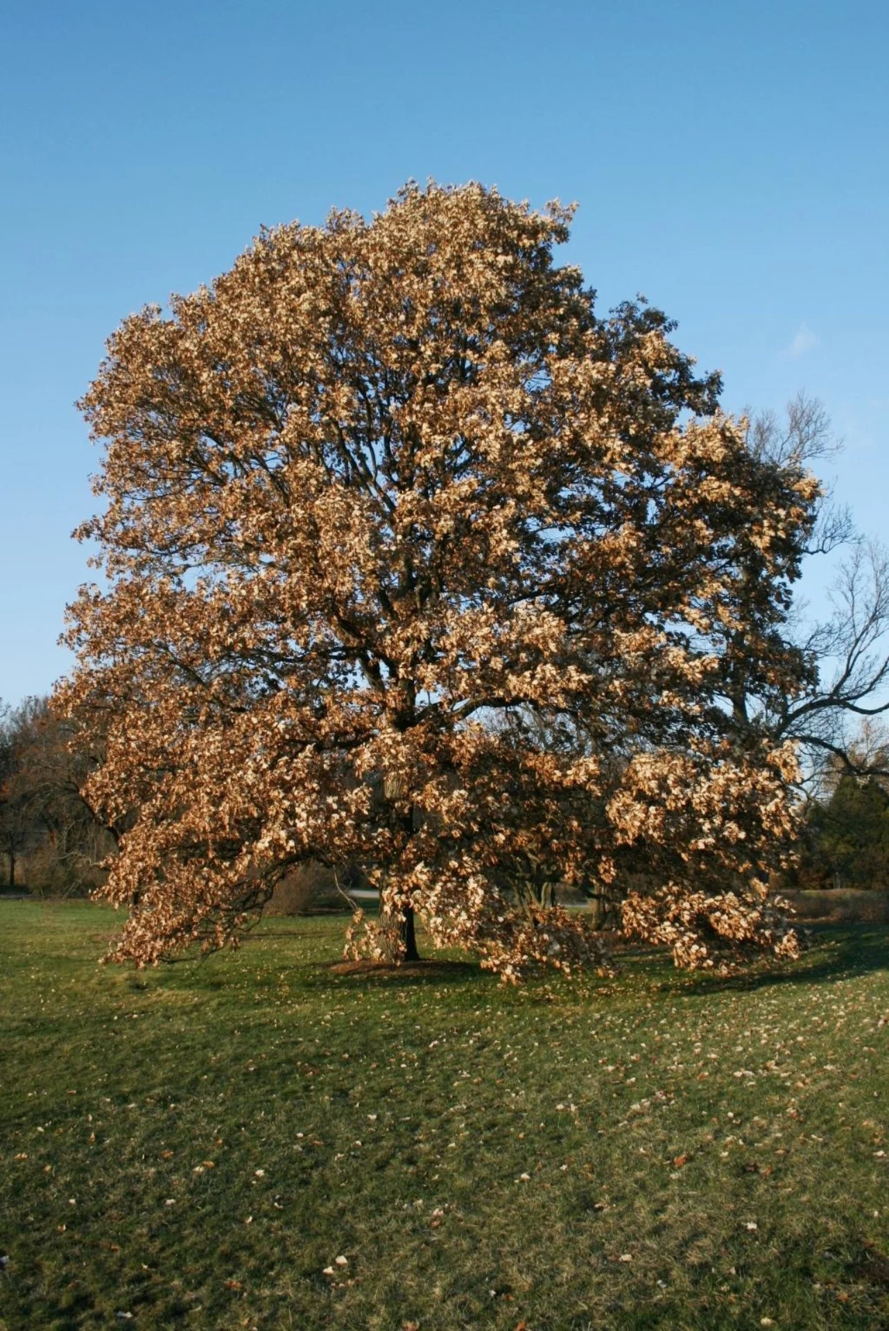 Swamp White Oak Tree.jpg