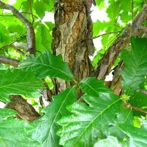Swamp+White+Oak Leaves.jpg