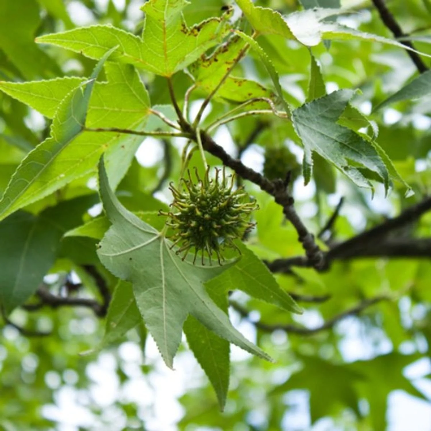 Sycamore Leaves.jpg