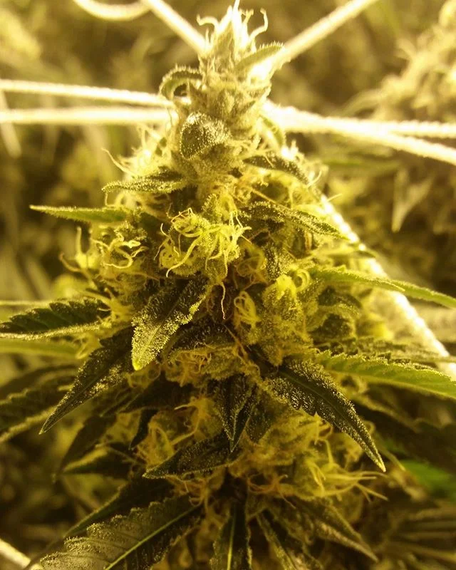DispensaryDarling is a cannabis-marketing company that specializes in geo-targeted social strategies designed to boost foot-traffic and grow your local audience. Visit our bio 👉@dispensarydarling to learn more/reach out. 
#dispensarylife #cannabiz #