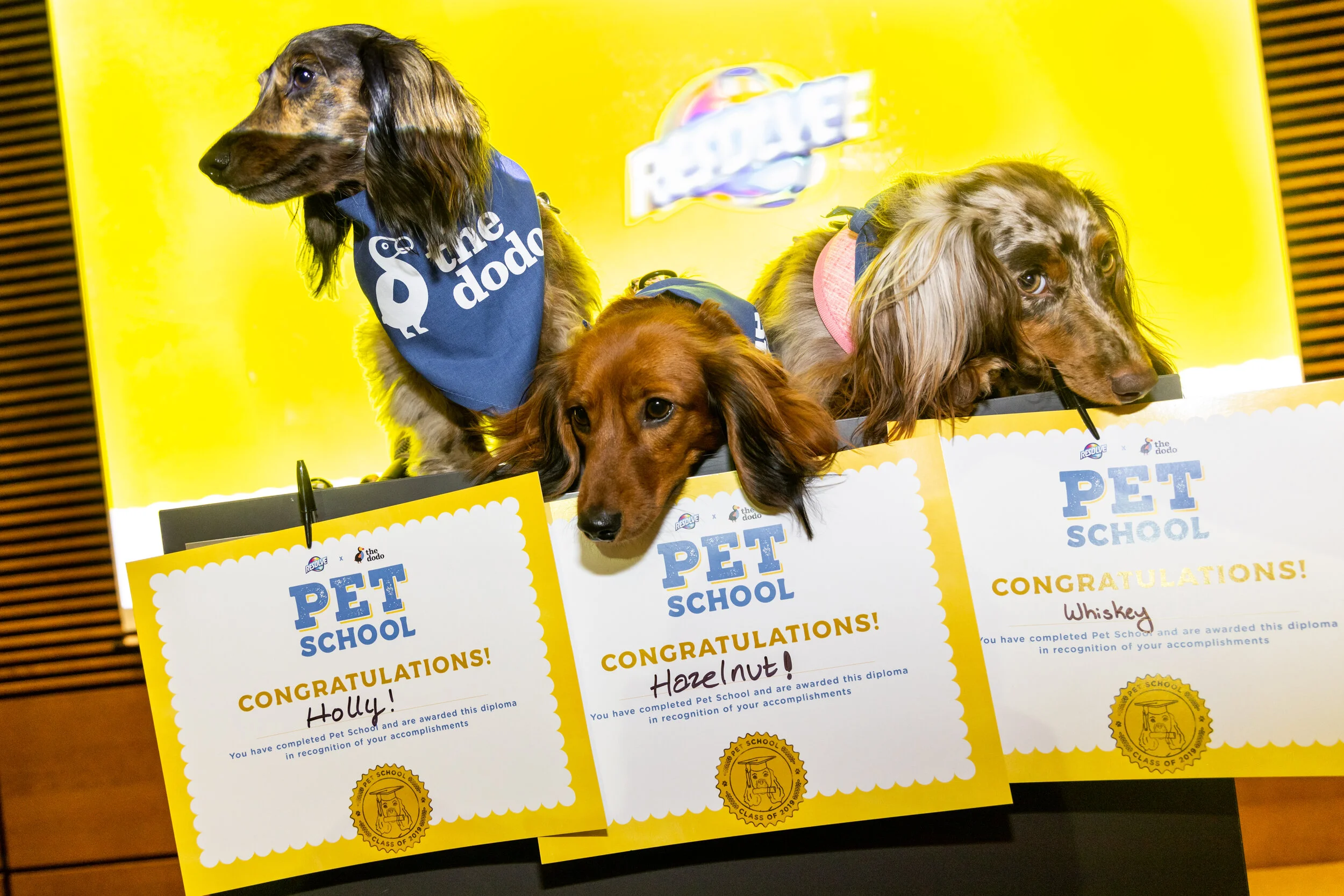 Doggie diplomas!