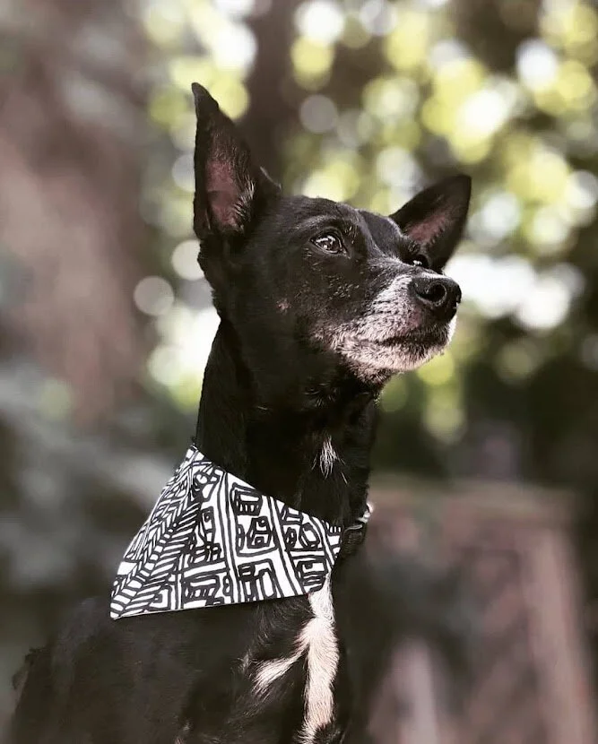 Barkdanas by Chanel Dehond