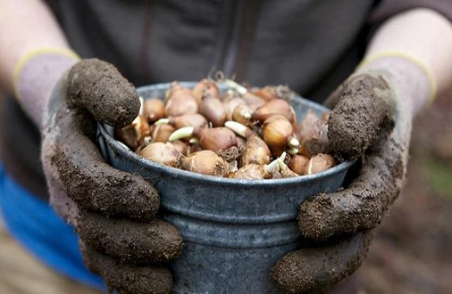 bulbs in bucket.jpg