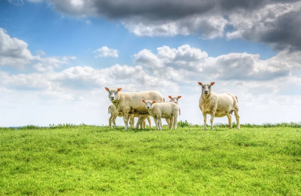 lamb2.jpg