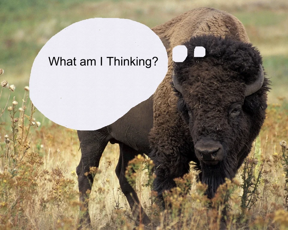 buffalo thought bubble.jpg