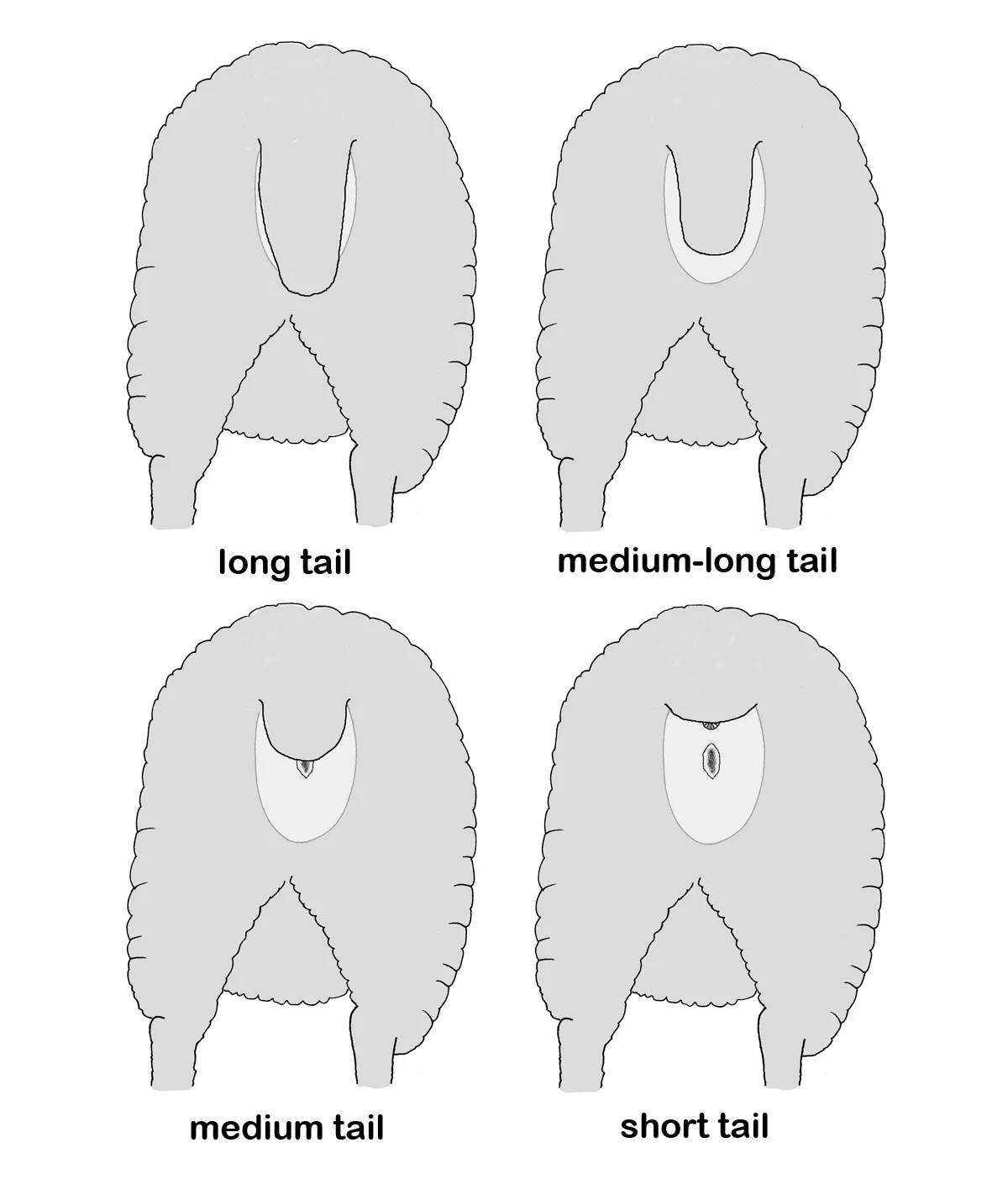 ewe_all_tail_noticks.jpg