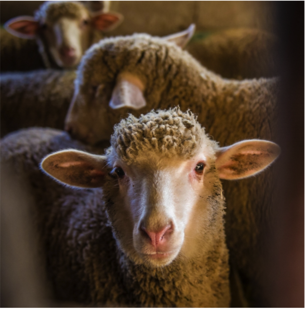The hidden cost of pneumonia in Australian lambs