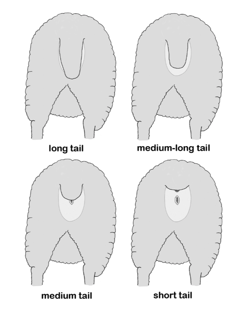 Docked tail length in lambs: why the third joint or longer?