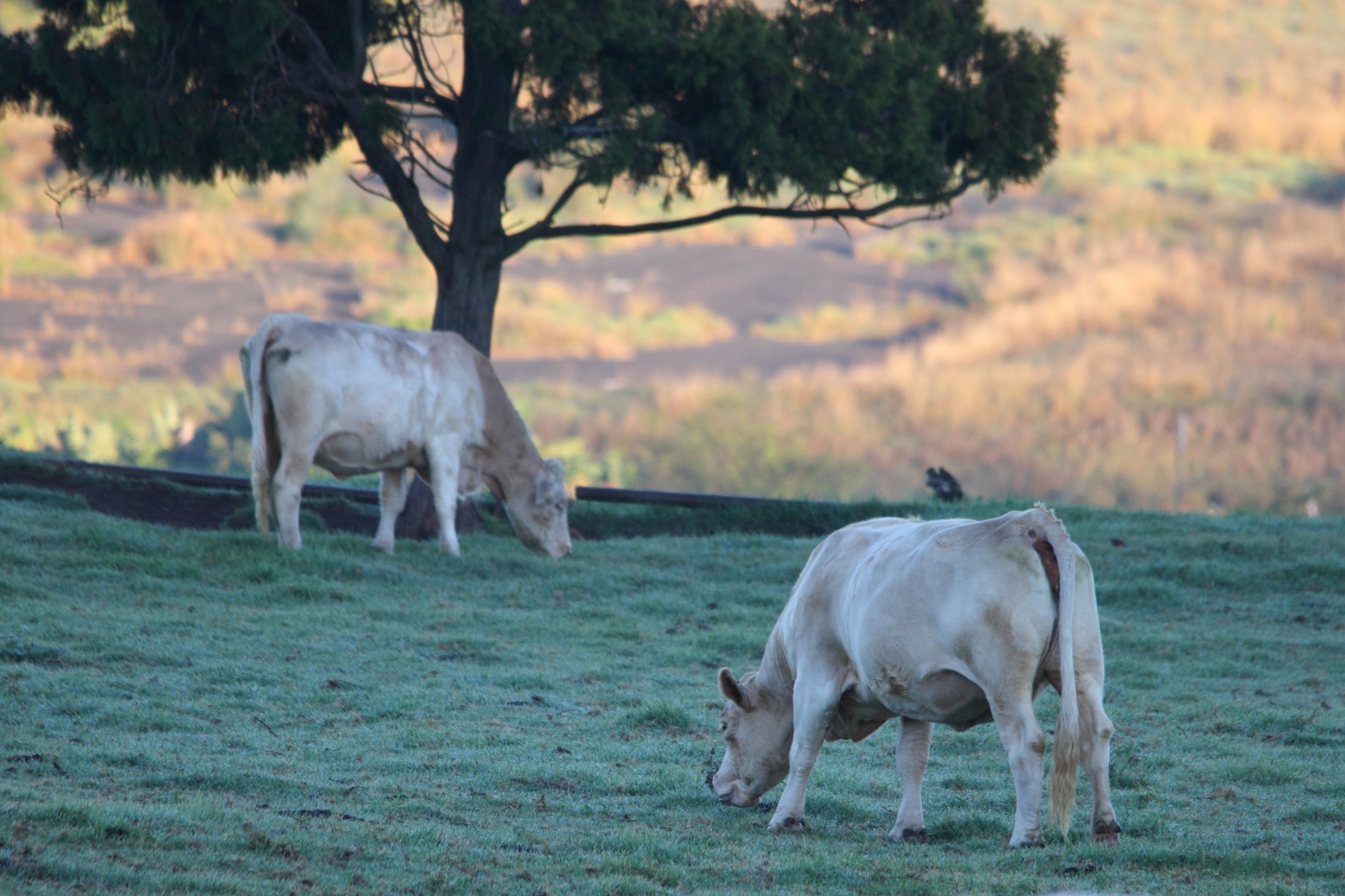 BestWool/BestLamb and BetterBeef Networks Regional Roadshow 
